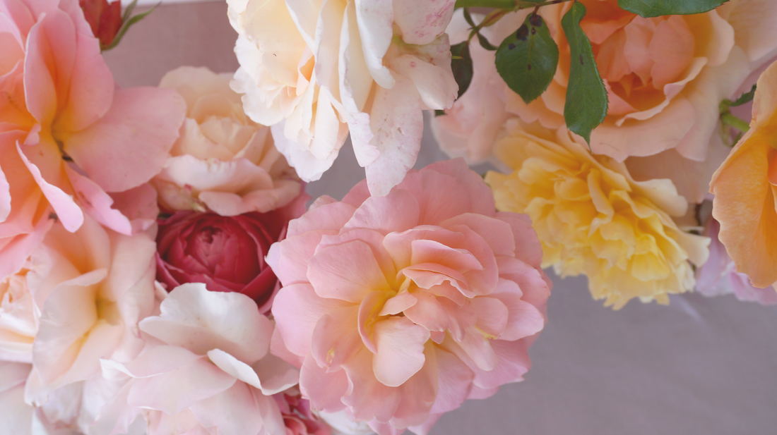 💝 We're open for Mother's Day! Place your Tauranga orders today