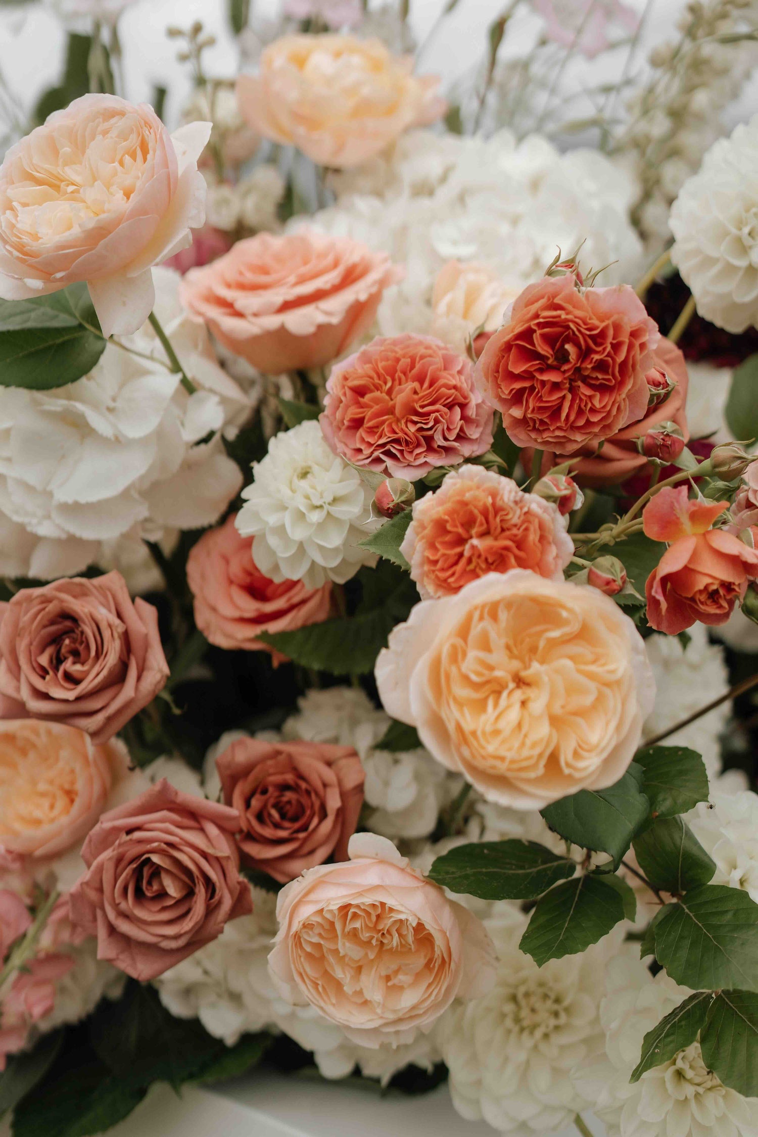 close up of peach, pink, and white flowers with green leaves.